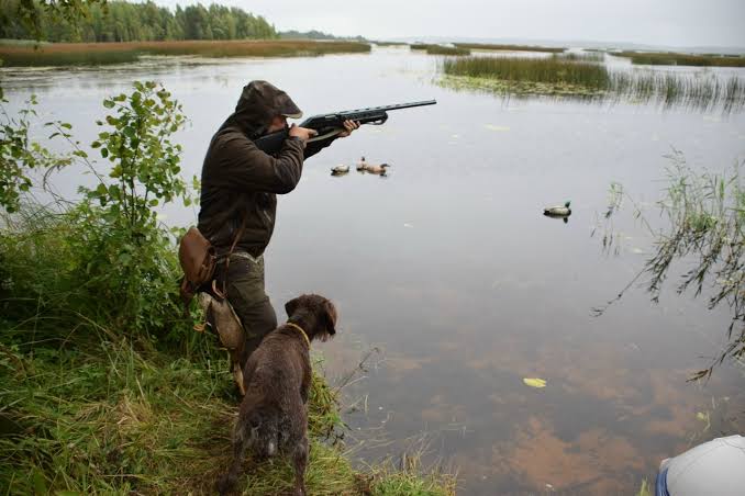 La saison de chasse commence en Azerbaïdjan à partir de cette semaine